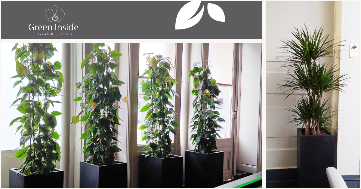 GreenInside tweet media