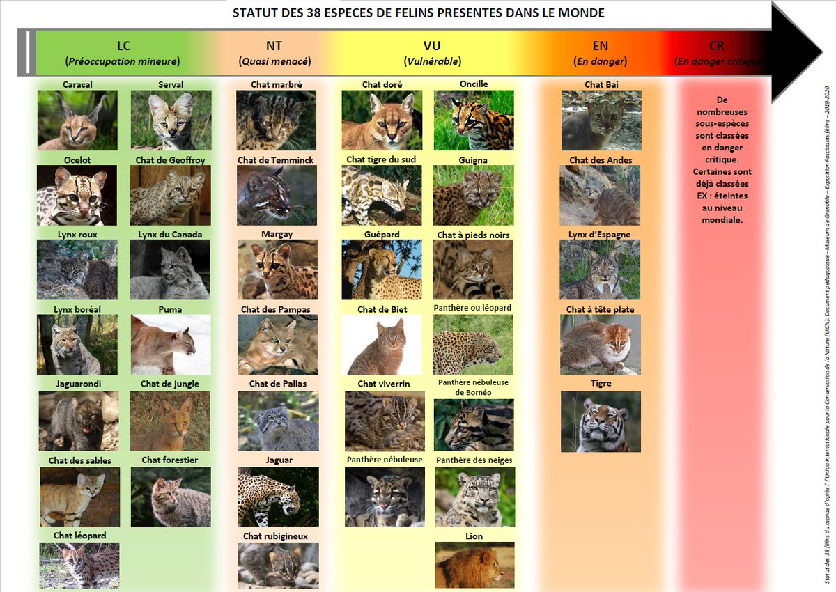 Parmi les 38 espèces de félins répertoriées, 5 sont classées « en danger » (EN), 13 sont vulnérables (VU) et 7 sont quasi menacées (NT – menacées si aucune mesure de protection n’est prise).
@UICNfrance
@IUCNRedList https://t.co/Civc7PDsOS
