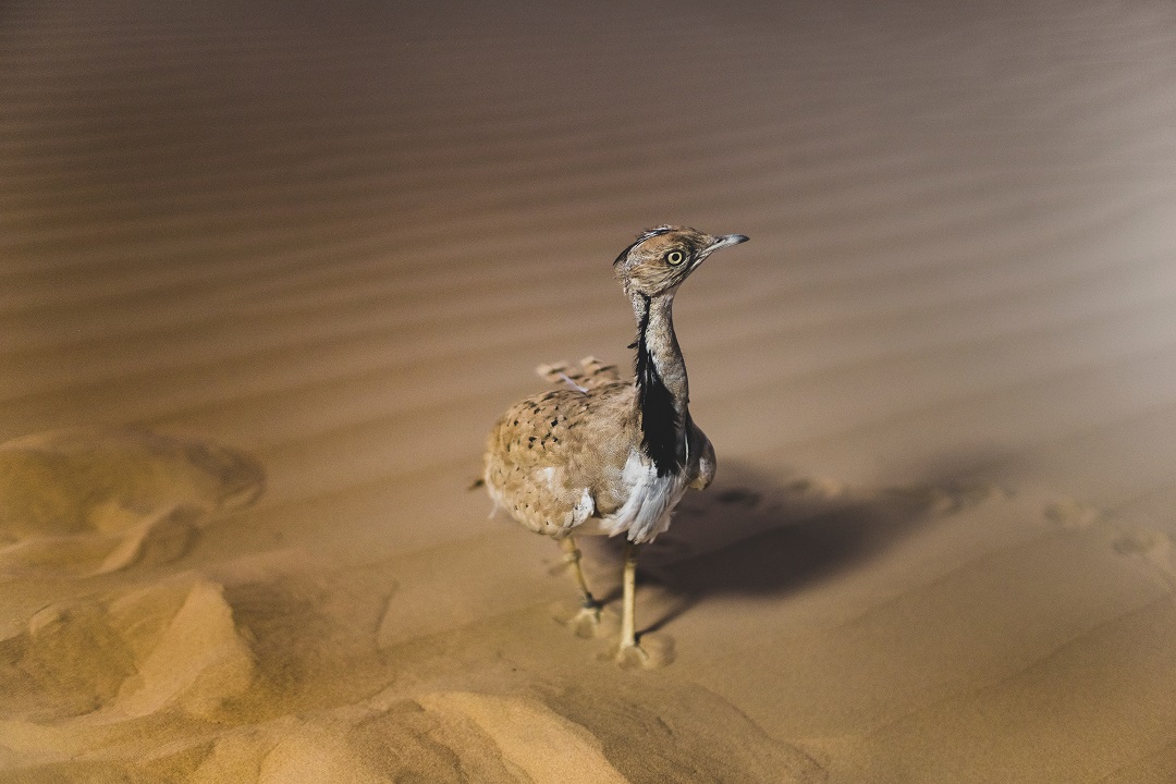 Discover hidden attractions and cool sights in the desert with #orienttours. DM us to feel the true essence of the sand with attractive moments and memories you can create. #orienttoursdubai #orienttours #experiencedubai #desertsafari #birds #naturelovers #enjoynature #bestofuae