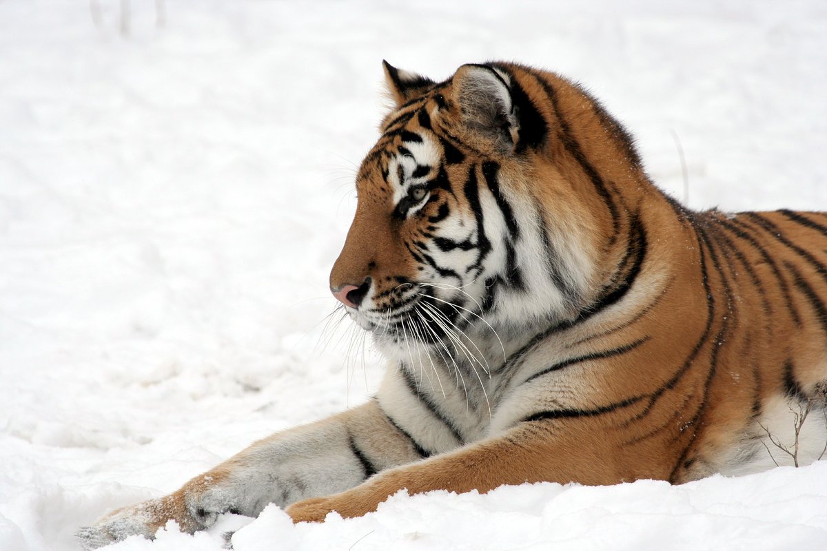 Parmi les sous espèces de tigres,
-3 sont déjà éteintes (Tigre de la Caspienne, de Java, de Bali),
-3 sont en danger critique,
-2 sont en danger.
Entre la fin du 19ème siècle et la fin du 20ème s. les populations sont passées de 100 000 à 5 à 7000.
https://t.co/o0eCdwRuA6 https://t.co/pMQrY9K08Q
