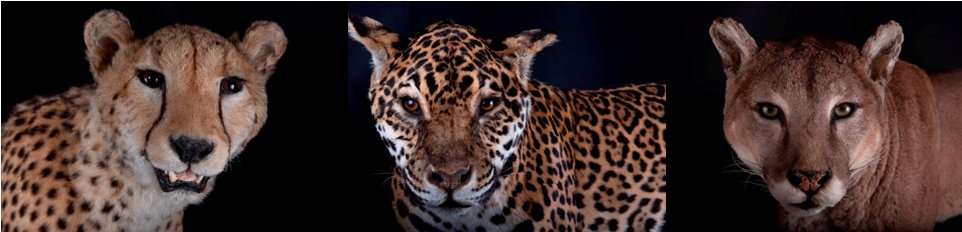 EXPO du moment : venez découvrir nos #Fascinantsfelins !
Photos Alain Fischer, service communication de la ville de Grenoble, collections Muséum, #Guépard, #Jaguar, #Puma. https://t.co/dvEwfY3iCT