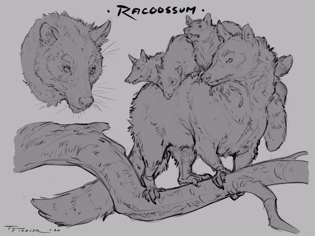 Day 6 of #creatuanary2020! The #racoossum! An adorable mix of the raccoon and the opossum! ?? #art #drawing #sketch #raccoon #hybrid #opossum #procreate #ipadpro #creatuanary #animal #creature #cute #ConceptArt #digitalart 