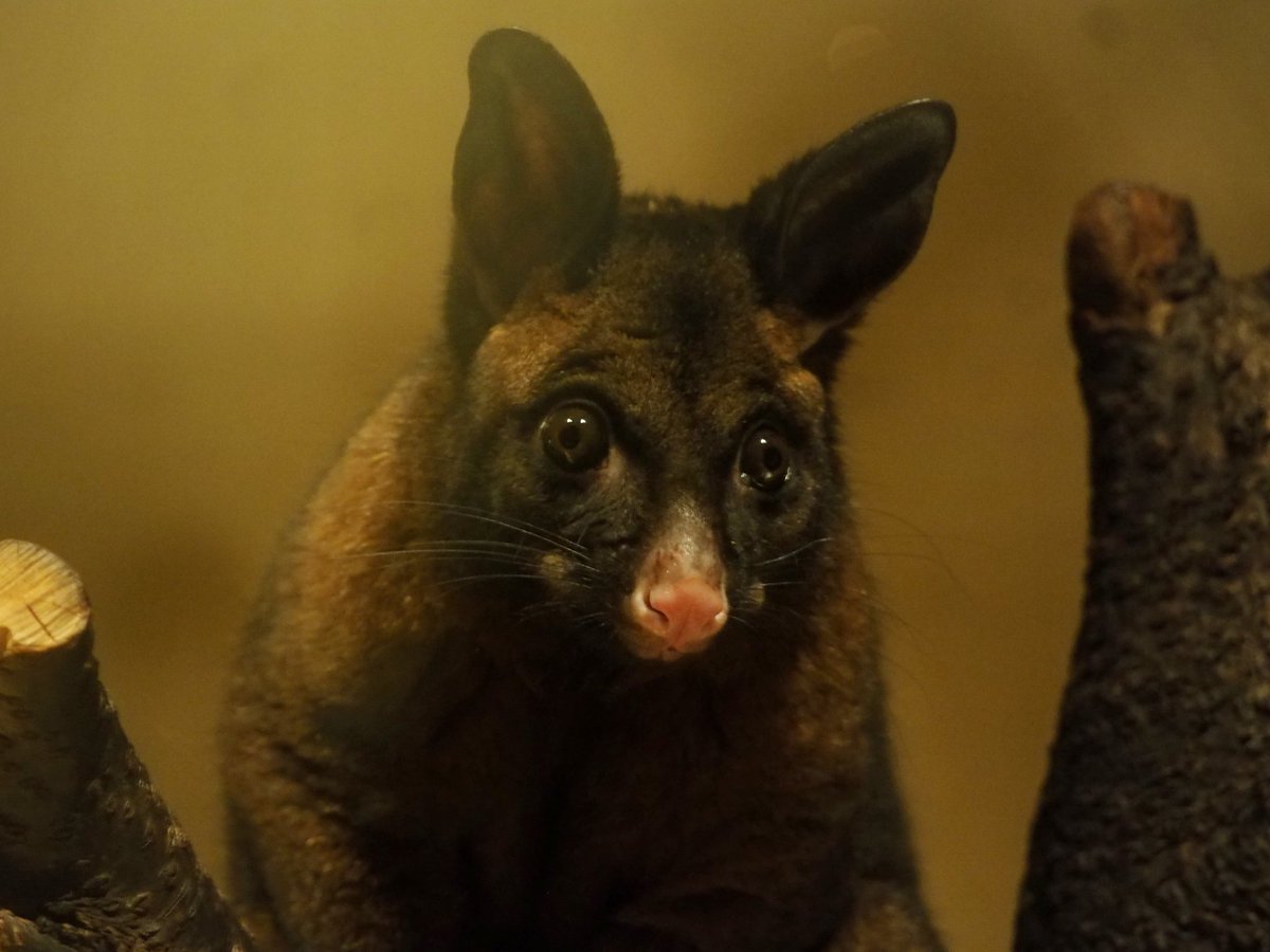 やまこじ V Twitter フクロギツネさん目がくりくり 多摩動物公園 フクロギツネ