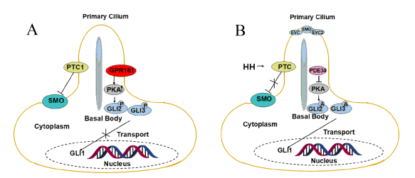 Science_Open's tweet photo. An #openaccess review of recent studies on main molecules involved in the Sonic Hedgehog signaling pathway.
''Sonic hedgehog signaling in epithelial tissue development'' https://t.co/CUWJNugEle @EDPSciences #RegenerativeMedicine #Drosophila #flygenetics https://t.co/KlelDOXc2n