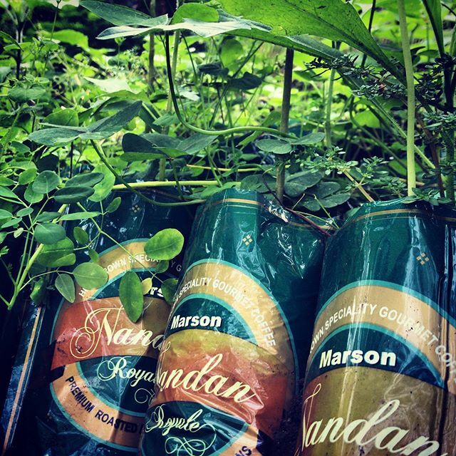 Who remembers our very first set of packaging? This #transformationtuesday we’re reusing old coffee packaging in our nurseries for our young coffee plants! @nandancoffee #nandancoffee #nandanvanestate #organiccoffee #specialtycoffee #reducereuserecycle #indiancoffee #savethe…