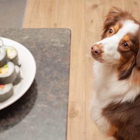 Hungry🍣... O

#aussie #aussies #aussielove #aussielife #australianshepherd #australianshepherd_feature #dogscorner #australianshepherd_corner
#australianshepherds_ #australianshepherdlovers
#aussiedoglovers
#australianshepherdworld  #dog_feautures #d… ift.tt/37JcTpm