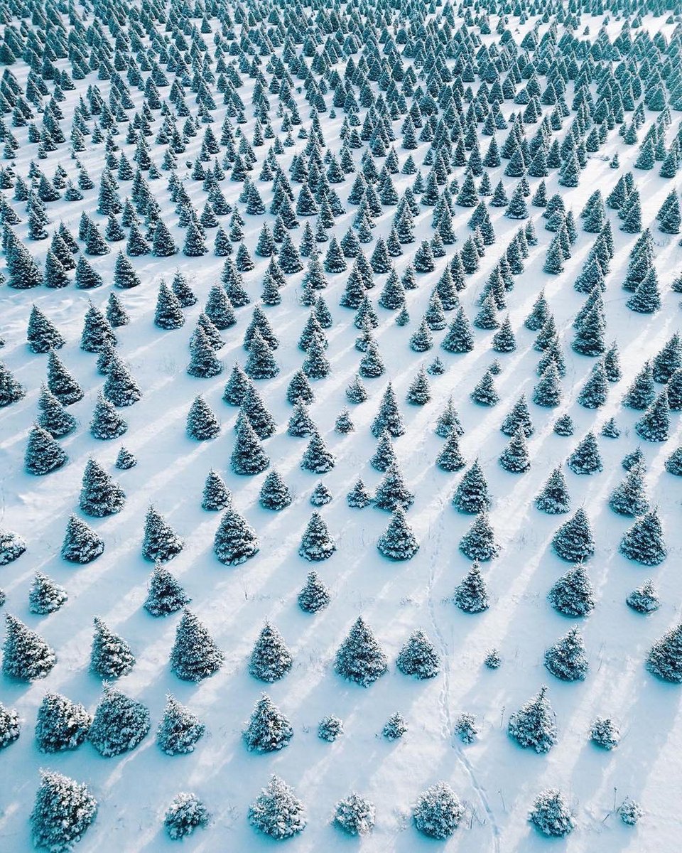 pixcassoart's tweet photo. Christmas tree paradise https://t.co/tYCju8F5n4