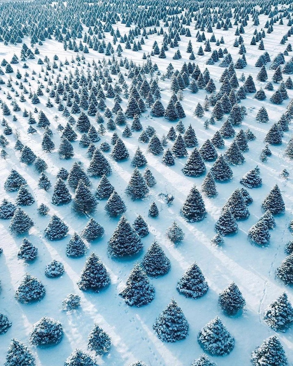 pixcassoart's tweet photo. Christmas tree paradise https://t.co/tYCju8F5n4