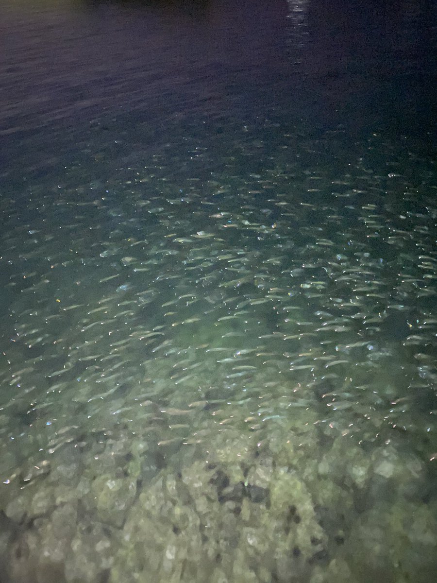 lovefishing315's tweet photo. 魚の量多過ぎ笑
また尺アジしか上がらんやった😭
嬉しい悩みやけど、悔しい（ ;  ; ）
次こそは！ https://t.co/n9o8Lcg7L0