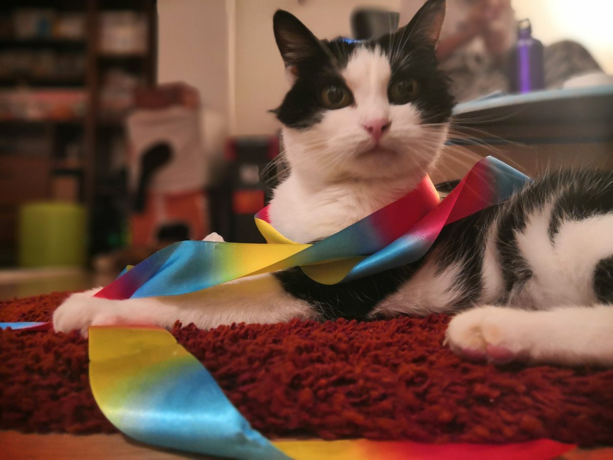 Niinouchka's tweet photo. J'ai un nouveau jouet 😻 Je l'adore trop 😺 https://t.co/kyVSQt8Jp0