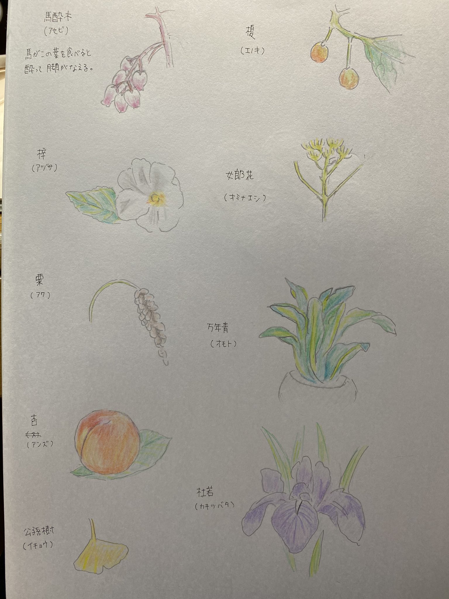 N 漢字練習とイラスト練習 植物 イラスト アナログイラスト アナログ絵描きさんと繋がりたい イラスト好きさんと繋がりたい 植物イラスト T Co Luxrrefobc Twitter
