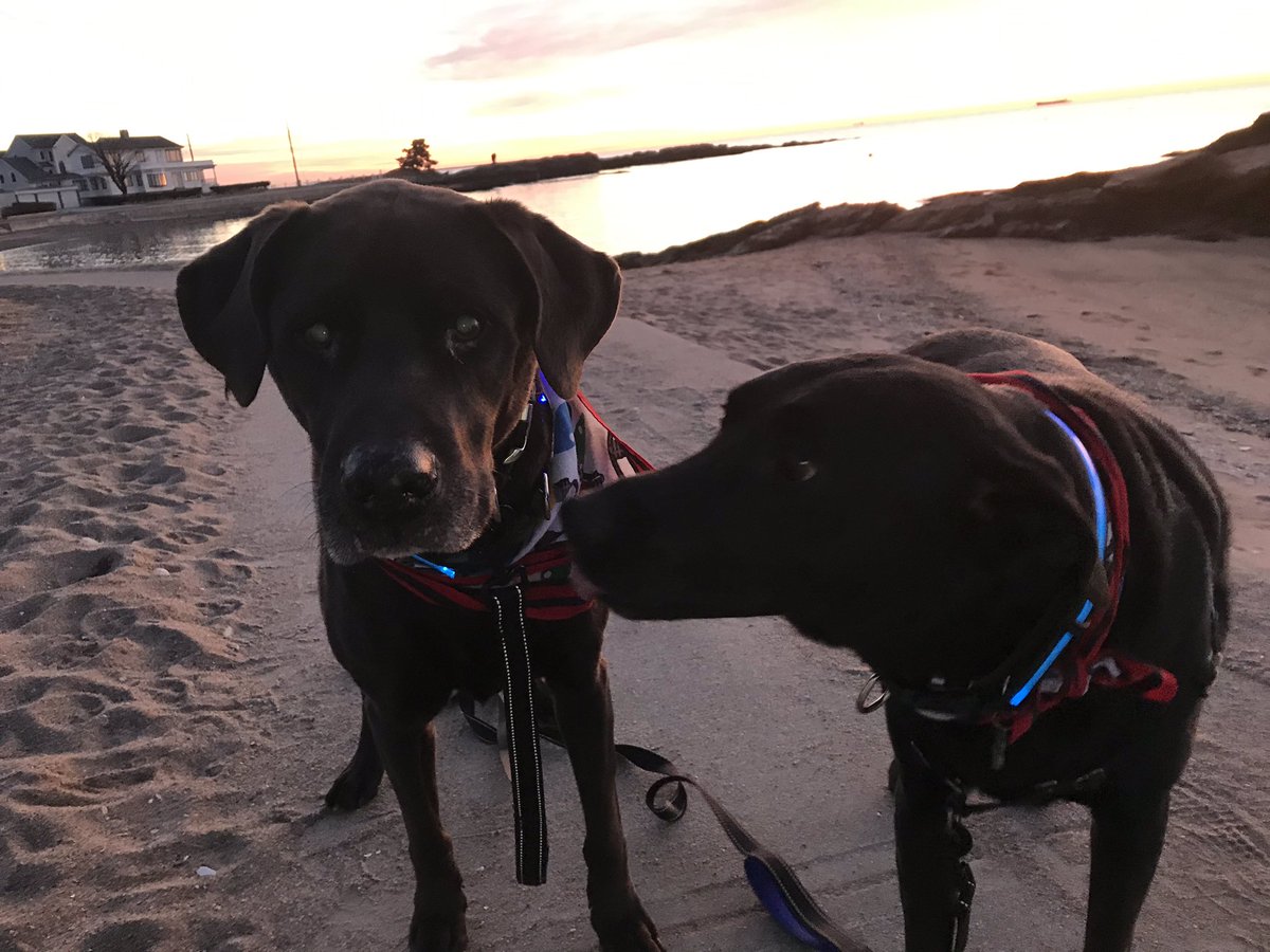 Walks with Buddy tweet media