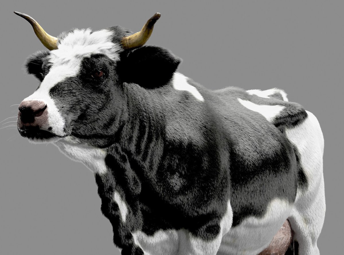 Made a video of this cow using #ornatrix in 3ds max!
Youtube channel: RaveeCG

#ornatrix #3dsmax #vray #characters #chaosgroup #zbrush #hairandfur #cow #animals #tutorials #youtube #videos