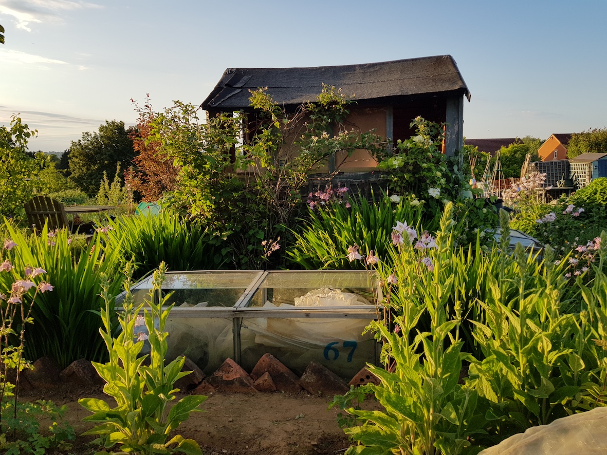 allotmentalice's tweet photo. Happy 2020 folks! Lovely to find out my how-to gardening vlog about coldframe growing was @gardentags' most viewed video in 2019 😍 Watch now: https://t.co/WE0EInykem
#veggardenersglossary #veggies #gyo #gardener #coldframegardening #coldframes #allotment #gardening #gardenvlog https://t.co/ViX6AlEO0B