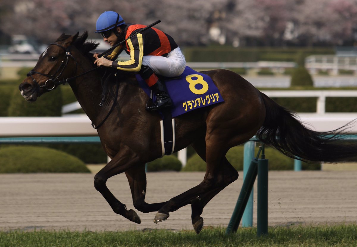 はねひろ ディープ産駒カメラマン On Twitter 2019年jra賞 最優秀3歳牝馬 グランアレグリア 最優秀2歳牡馬 コントレイル ディープインパクト産駒から 2頭が受賞 おめでとうございます やりましたーーーーーーーーーー