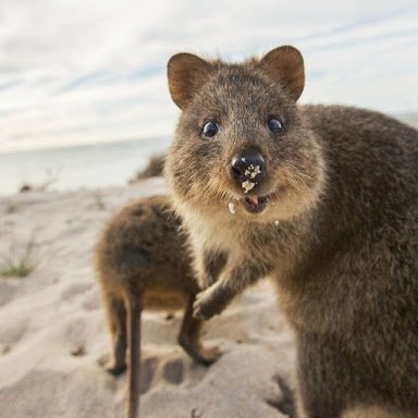 秘密にしておきたかった生き物 Pa Twitter クアッカワラビー 人間に慣れているため 写真を撮ろうとすると自ら近寄ってくる事も多い 常に口角が上がっているので 笑っているような表情になっている 世界一幸せな動物 と呼ばれています