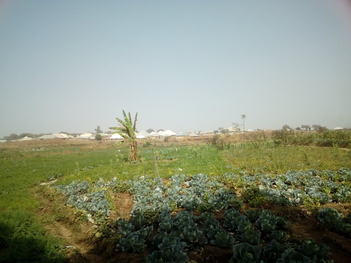 gaH_bOO's tweet photo. Fresh from the source!
Don't hesitate to contact us for your fresh vegetables.
Tell a friend!
#legWALK #agriculture #AgribusinessTalk254 #6inettconcepts #TuesdayMotivation https://t.co/MBhewUx4AY