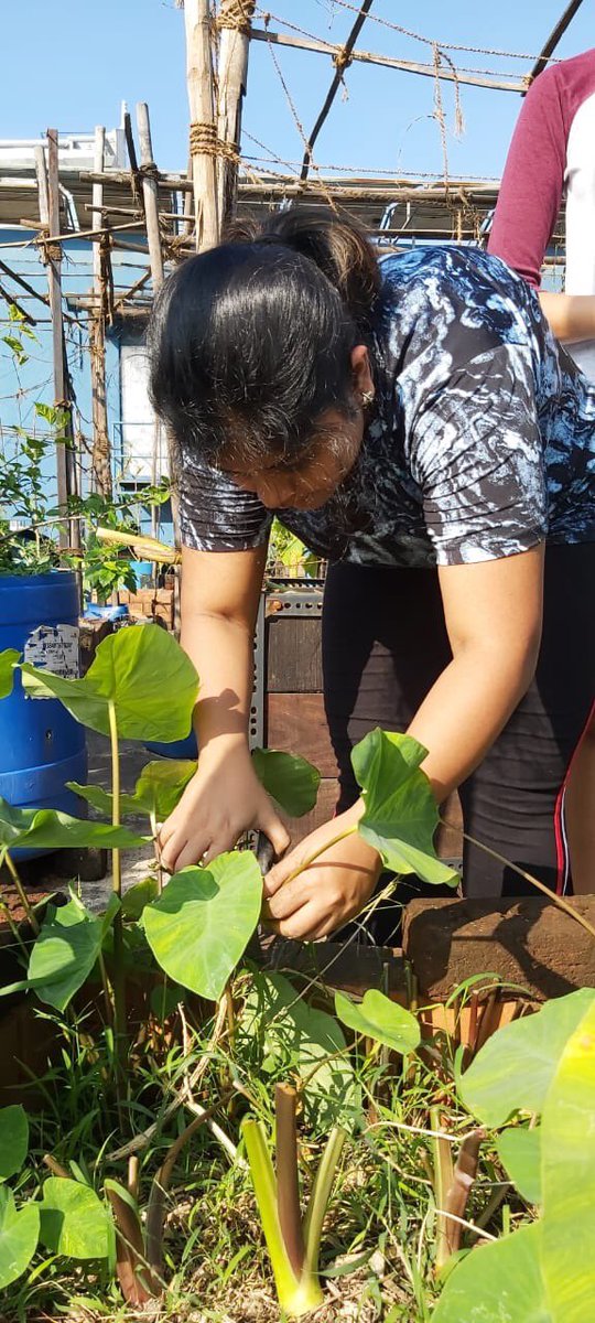 EdelGive's tweet photo. 5 #volunteers from @EdelweissFin spent a sunny Sunday morning on an organic farm where they set the bricks, added mulch and compost to the soil bed, and prepared a trellis for plant growth. #EdelEngage #CSR #Philanthropy #organicfarming https://t.co/O90jdehtDM