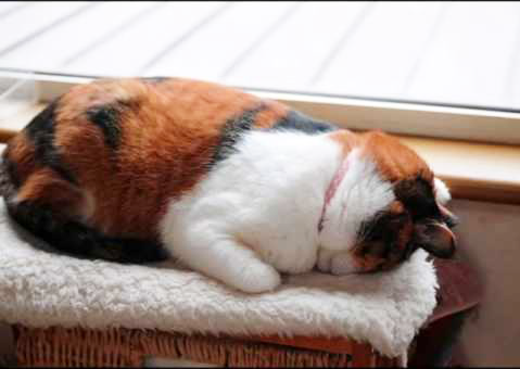 dobutsu_syu's tweet photo. 【猫のごめん寝】

猫は「ごめん寝」と呼ばれる
顔を伏せた状態で寝ることがあります。

猫には、眩しいと眠れない子もいて
暗い場所が見当たらなかったり
暗い所まで移動するのが面倒な時は
このように目隠しをして眠るそうです。 https://t.co/0Ufn6vBgey