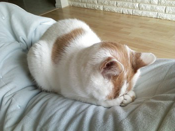 dobutsu_syu's tweet photo. 【猫のごめん寝】

猫は「ごめん寝」と呼ばれる
顔を伏せた状態で寝ることがあります。

猫には、眩しいと眠れない子もいて
暗い場所が見当たらなかったり
暗い所まで移動するのが面倒な時は
このように目隠しをして眠るそうです。 https://t.co/0Ufn6vBgey