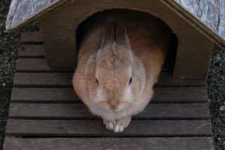 mt421's tweet photo. かつて日本人の住環境はうさぎ小屋と揶揄されたことをシンプルライフ評論家Aは回想する。果たしてどれほどの間取りを指すのか？やはり3DK以下とする考えが妥当であろう https://t.co/xbO11niAfi