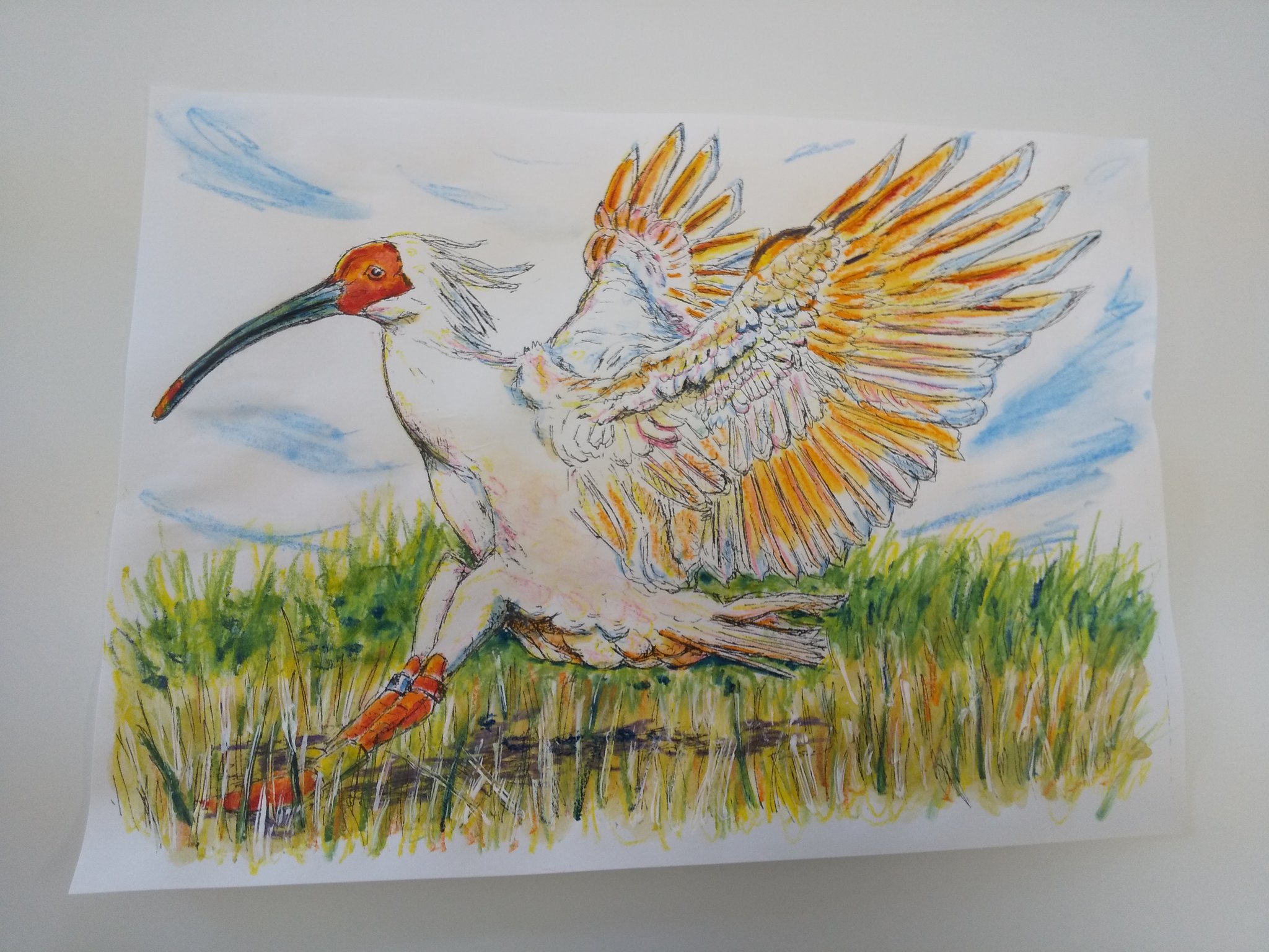 تويتر ねこい 12月6日 11日まで新潟美術学園ギャラリー展示会に参加しています على تويتر 個人的に羽を広げた朱鷺は凄い カッコいい と思っていますが 児童館の低学年さん達だとどうだろ と心配になった訳で トキ塗りたい の声にホッとしました 女の子はピンク