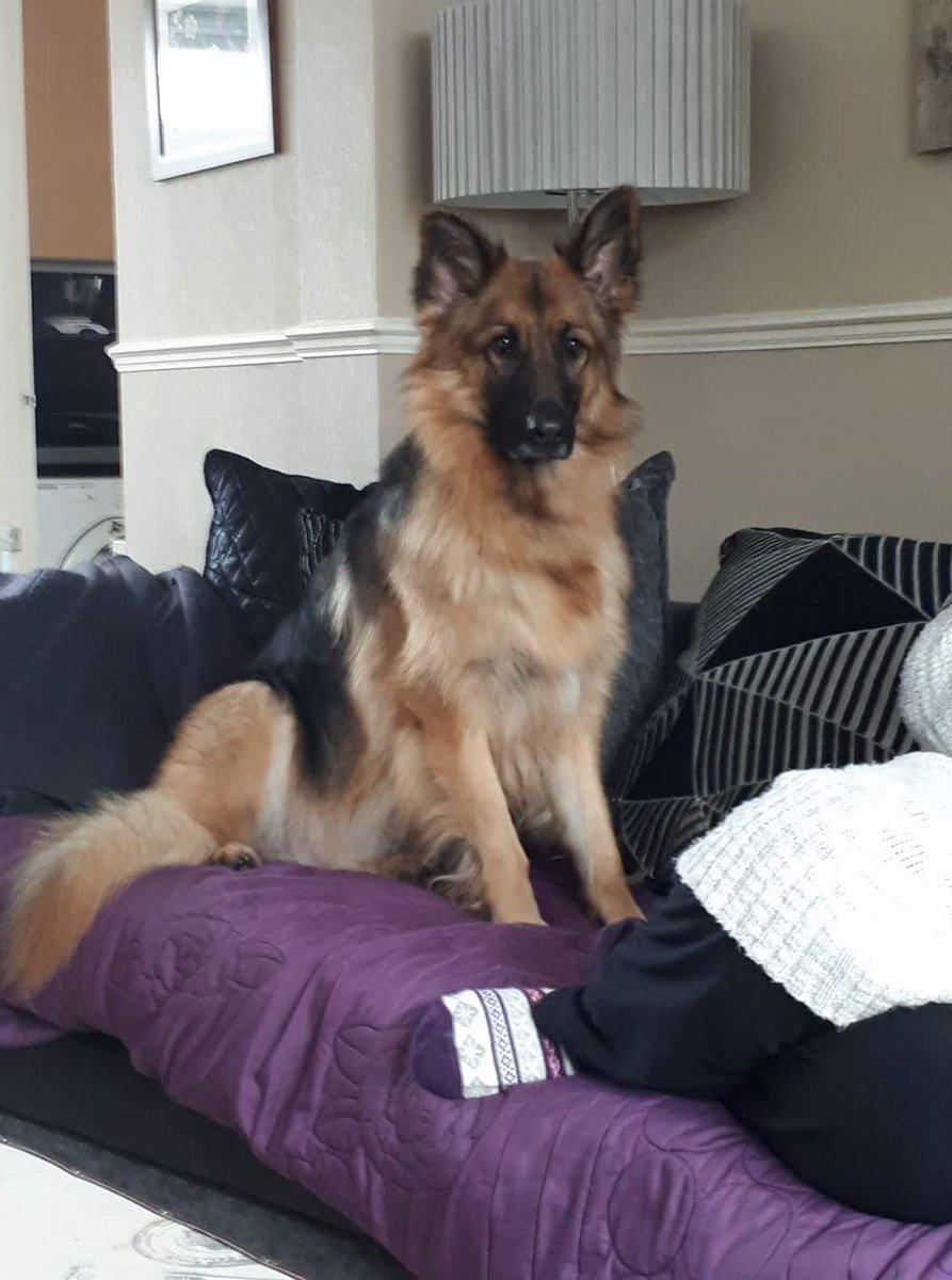 Parachrisavp's tweet photo. @HDghost_girl He is gorgeous, German shepherds are the best breed. Andy and I miss our little lady so much just over a year now. Give him a belly rub from us. Her is a picture of Beckett xx https://t.co/Tz9ZrhX5GL