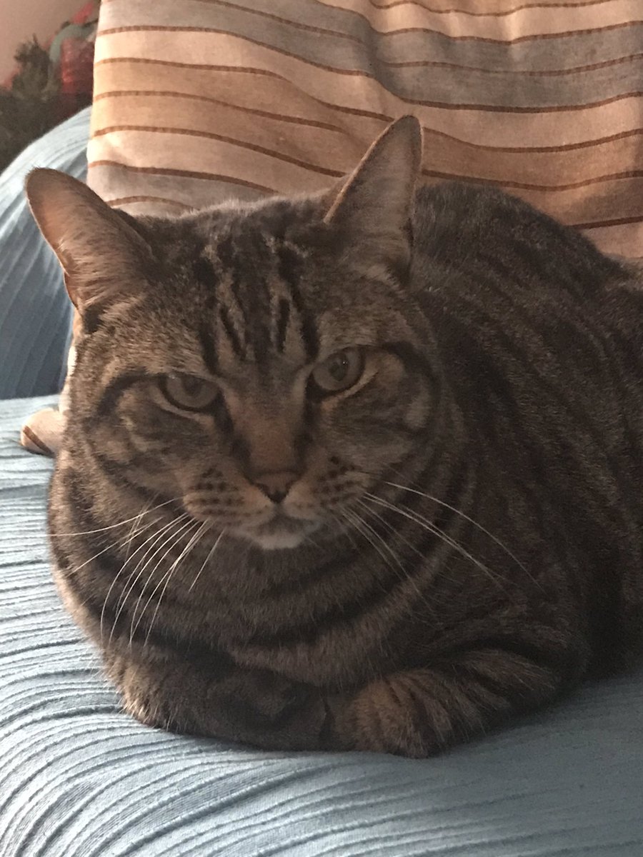 One of my babies 😻 #cats #azores ##animals