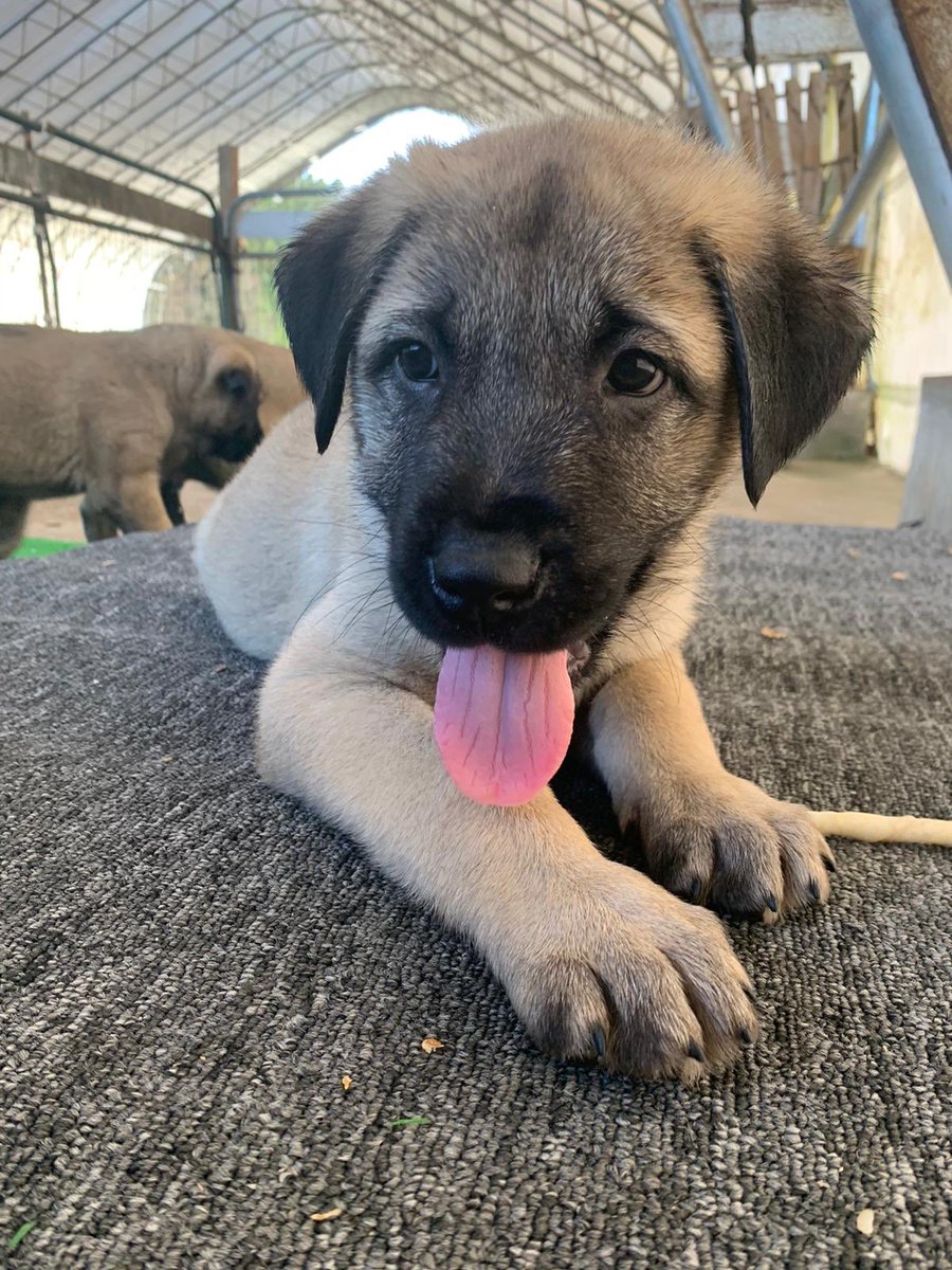 Kangals in Texas #kangal #kangaldog #kangaldogtexas #puppyoftwitter #puppylove #puppy #puppytexas #texas #houston #austin  #Iran #usa #dallas #DallasCowboys