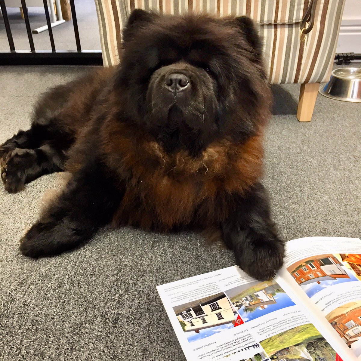 Kingsleighesta1's tweet photo. The Boss 🐶 is back in work today after her (extended) Christmas break. Judging by the look on her face 😾, she doesn't appreciate being interrupted when she's looking through our latest property magazine!
#chooseaguildagent #dedham #sales #lettings #guildofpropertyprofessionals https://t.co/eF6mqhnaZB