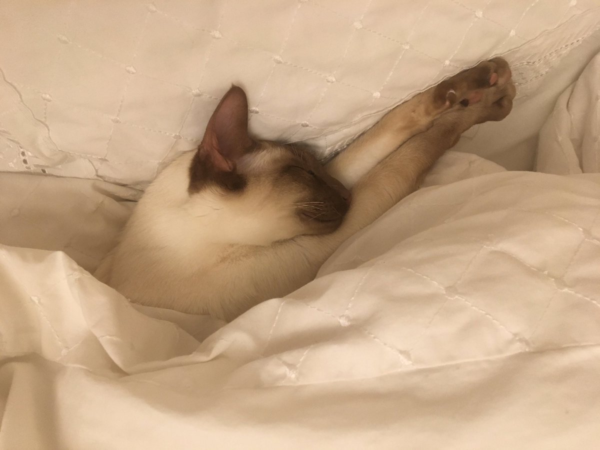 Diablo_Siamese's tweet photo. When you decide itโs time to change the bed sheets ๐พ #FindThis and then you decide to leave it till tomorrow ๐ค #HighLevelDecisionMaking #AllHeart #DoNotDisturb #ThoughtTheyWereQuiet #TeamDiablo @jolenehunter #CatsOfTwitter #catsofinstagram https://t.co/bDFqgjsRhn