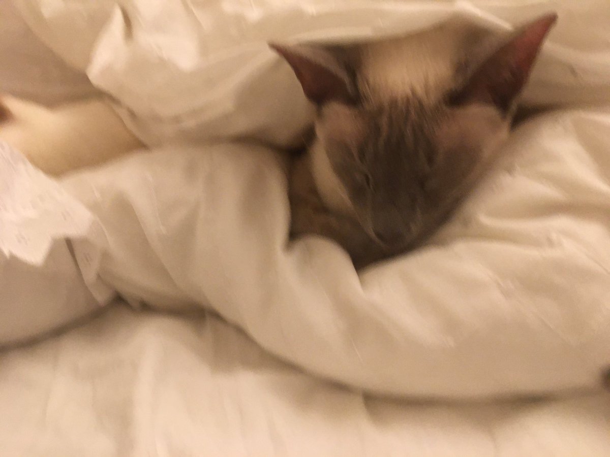Diablo_Siamese's tweet photo. When you decide itโs time to change the bed sheets ๐พ #FindThis and then you decide to leave it till tomorrow ๐ค #HighLevelDecisionMaking #AllHeart #DoNotDisturb #ThoughtTheyWereQuiet #TeamDiablo @jolenehunter #CatsOfTwitter #catsofinstagram https://t.co/bDFqgjsRhn