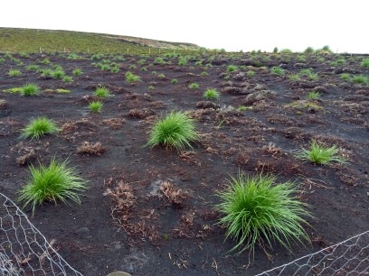 FI_Conservation's tweet photo. #TussacTuesday Thank you @ben_benebf for sharing the pictures of your tussac plants thriving in the Rustling Grass plantation at Elephant Beach. These little cuties were grown from seed at Head of the Bay Farm.  They should grow to shelter huge sealions. #ConservationOptimism https://t.co/p1DnM02PlQ