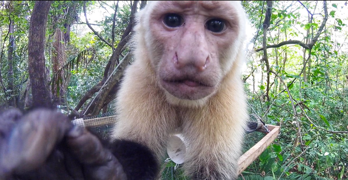 mebenitez85's tweet photo. Is this thing on? @gopro #scienceselfie #monkeymischief #capuchinosdetaboga https://t.co/3ZXpOrtnR4