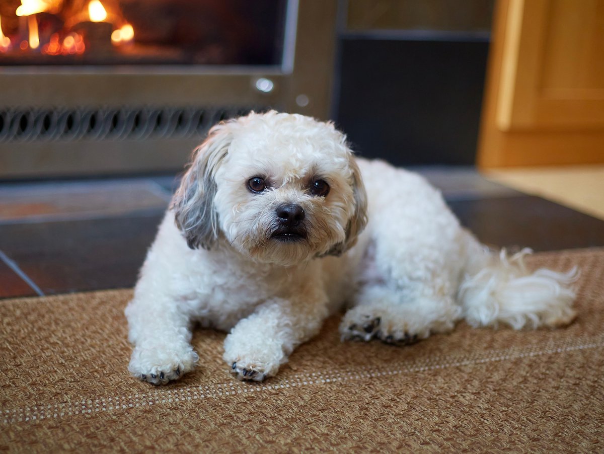 Shichon Hashtag On Twitter