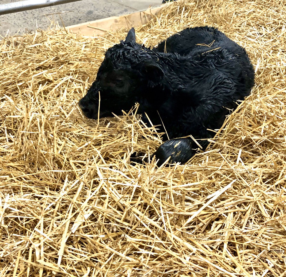 The Calving Corner tweet media