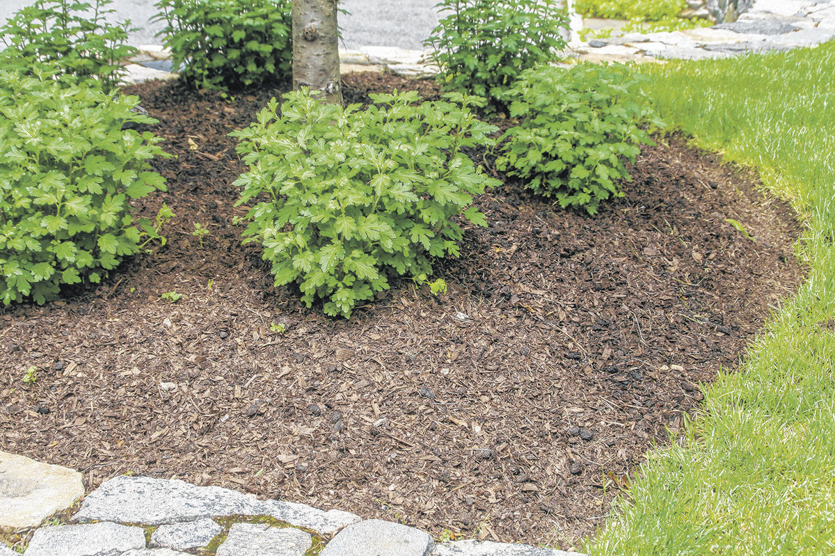 RaynorShine_us's tweet photo. We don't get harsh long winters in Florida, but the temperature does drop so make sure your garden areas are adequately covered in mulch! #TipTuesday #RaynorShine https://t.co/hYILJFXvVI