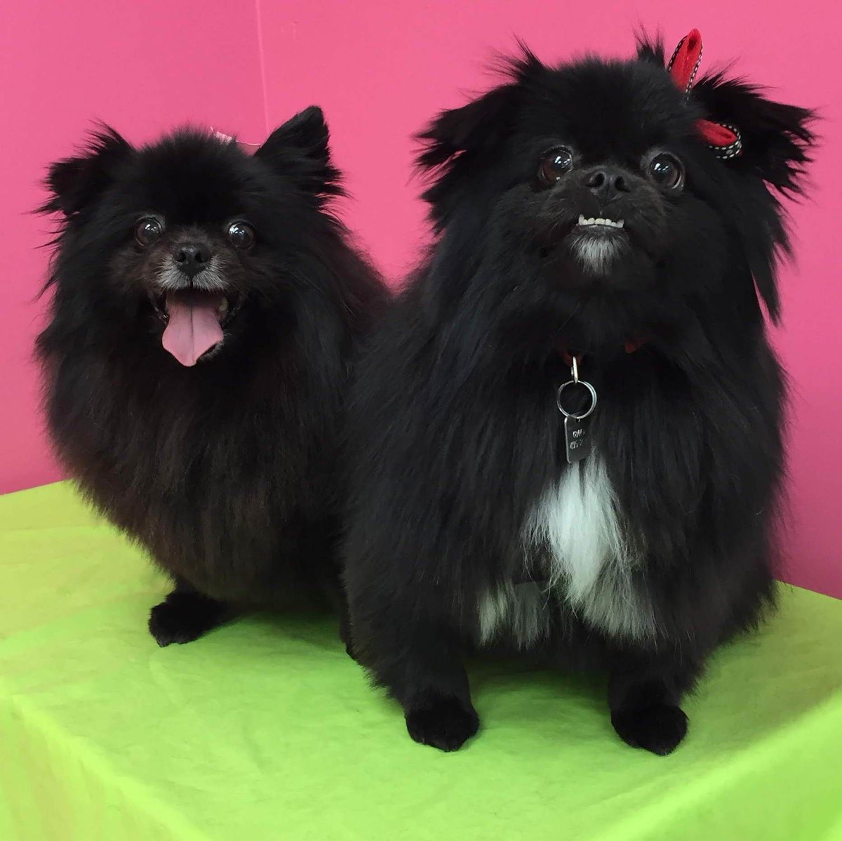 Me_n_Moms_'s tweet photo. It must be TWOSDAY... cause look who's here! It's ❤️Gino & Whinny❤️ #Twosday #pomeranian #blackpom #twodogs #abbotsford #dog #grooming #doggrooming #tuesday #tot https://t.co/0UhIUtb5TM