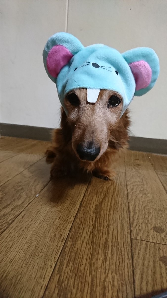 ネズミ犬