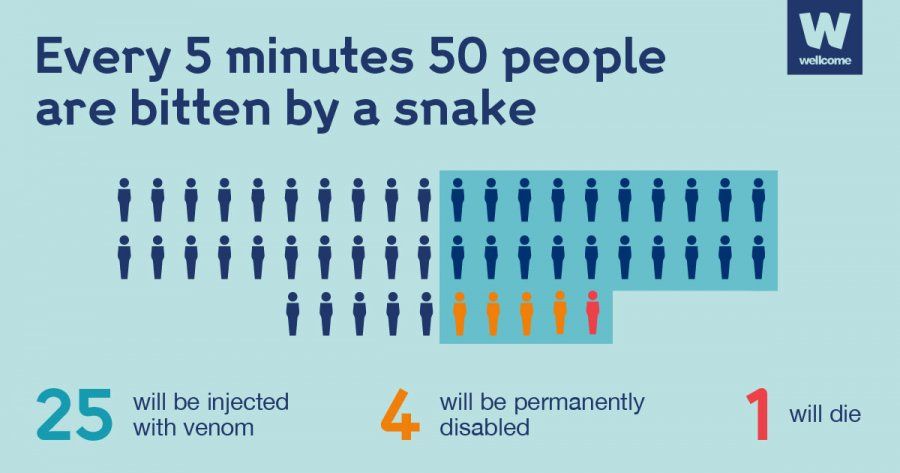 wellcometrust's tweet photo. 138,000 people a year die from #snakebite. And most are from the world's poorest communities 🐍

These deaths should be preventable, which is why we urgently need new treatments 👉 https://t.co/xWb6DIzbd9 https://t.co/pGE3PxEnda
