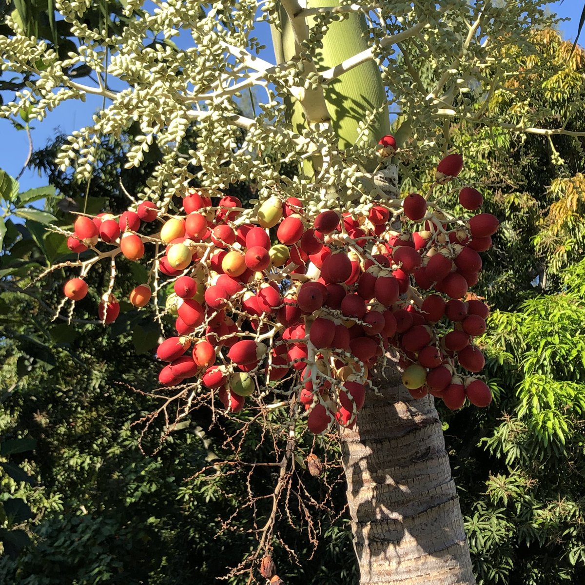 GTsodikova's tweet photo. Look what I found on my way to the first session of Day 2 of #Mona2020 symposium. 😊 🇯🇲 
I have no clue what it is, but I just ♥️ it and find it amazingly beautiful!
If you know what it is please let me know.
#Thankful for my life!
#Thankful365 https://t.co/3zAigC1lYe