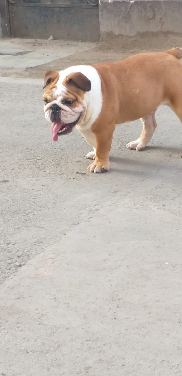 AldoCh19's tweet photo. Buenas tardes ayúdenme con un RT por favor! Mi amiga está buscando a alguien a quien pueda obsequiarle su perrito, tiene un año y se llama Ruffus.
Ella trabaja todo el día debido a su carrera, y me comenta q su familia no la apoyan cuidando al perrito. Si alguien lo quiere, avisa https://t.co/S3NZ5PBKVe