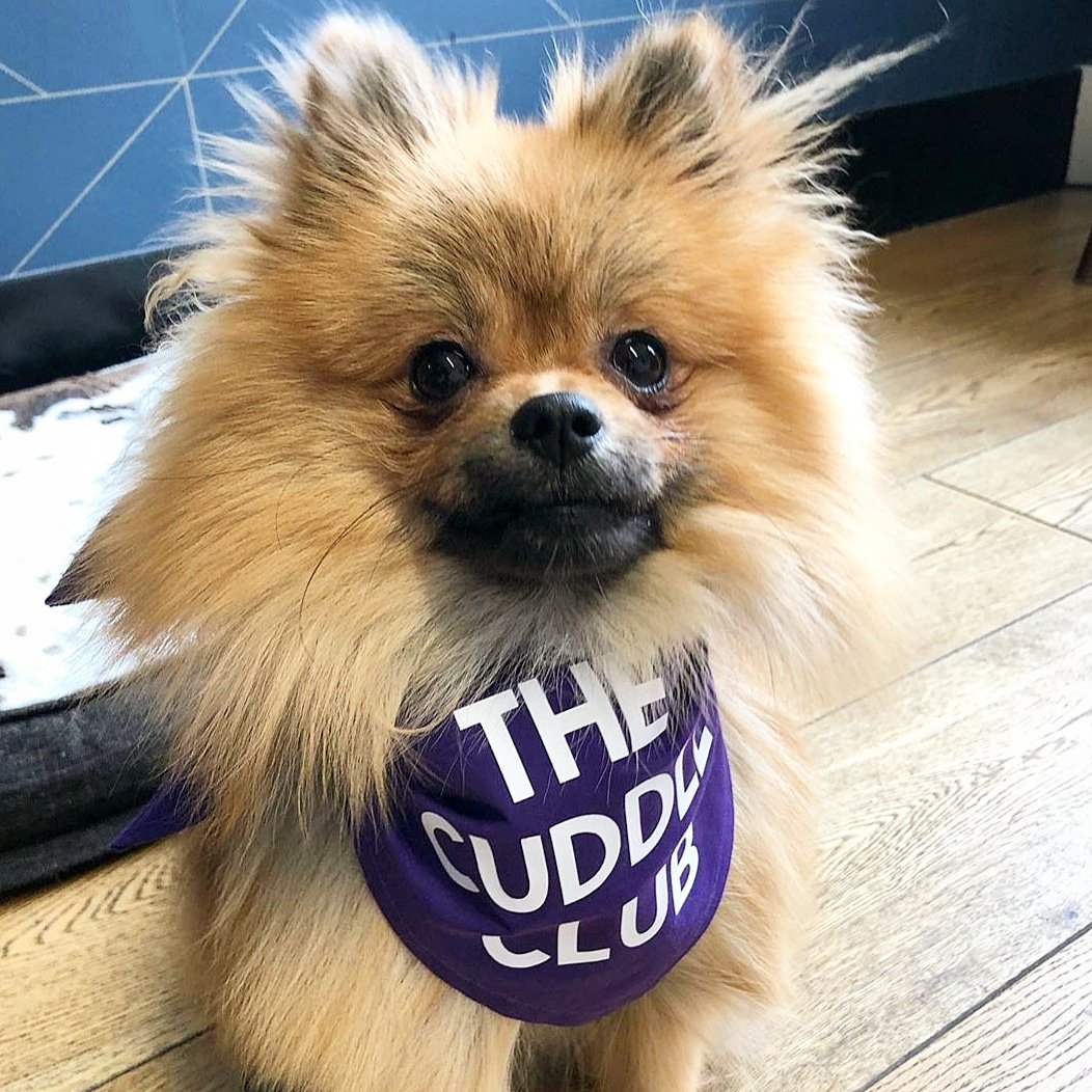 After a long day at work here's the very handsome @burlybearpom to make you smile as you settle in for the evening!
.
Just look at his gorgeous face and absolutely flawless fur! No mucky paws @thecuddleclubuk 😁🐶 #londonoffices #dogtherapy #hrprofessionals #workplacewellness