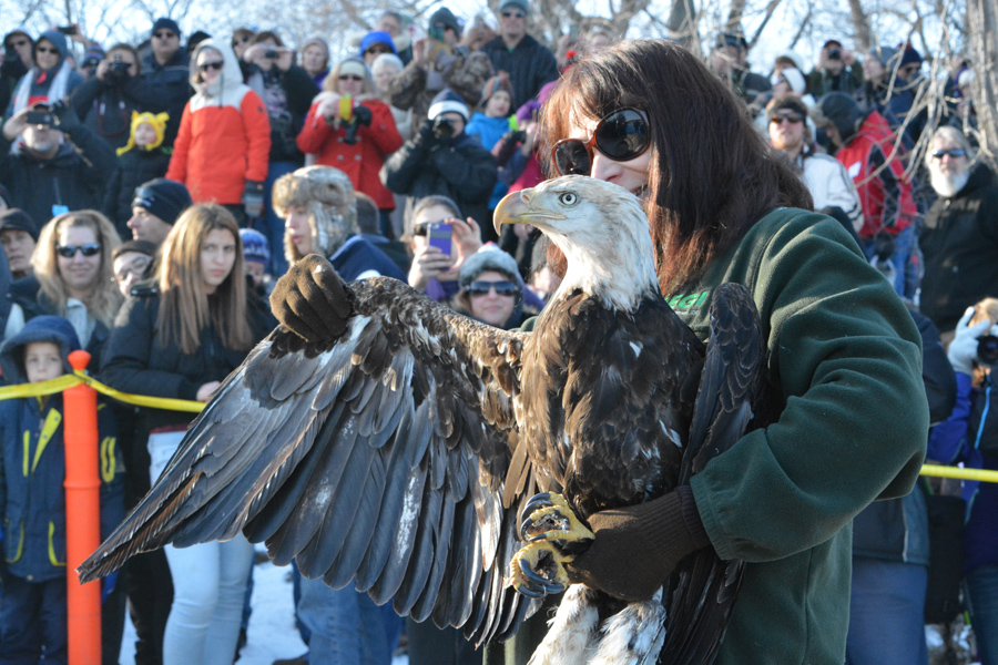 Wisconsin DNR on Twitter "Bald eagle lovers can watch eagles soaring