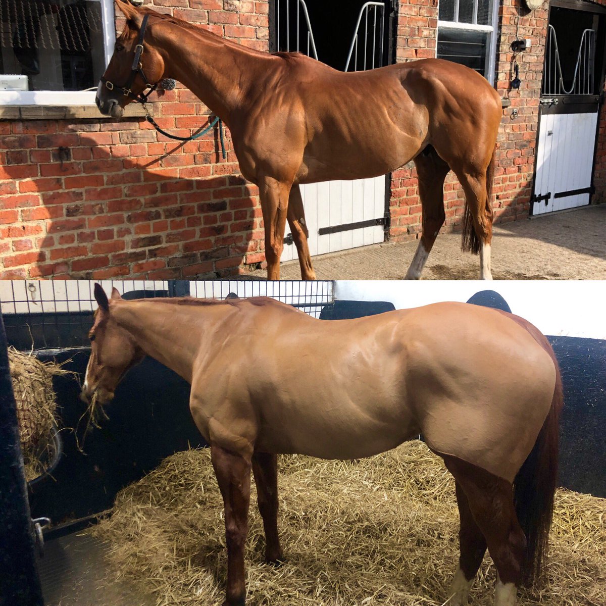 JkEquine's tweet photo. 6 months on Sunday I took this gorgeous boy home from work and have to say I’m delighted with his progress so far! From racehorse to fatty! 😍 #TotallyInLoveWithFinley #FingalsCave #SoHandsome #MineForever #SoMuchFunToBeHad #FutureEventer 🤞🏼🤞🏼💖💖😍😍 https://t.co/3igZZV71uo