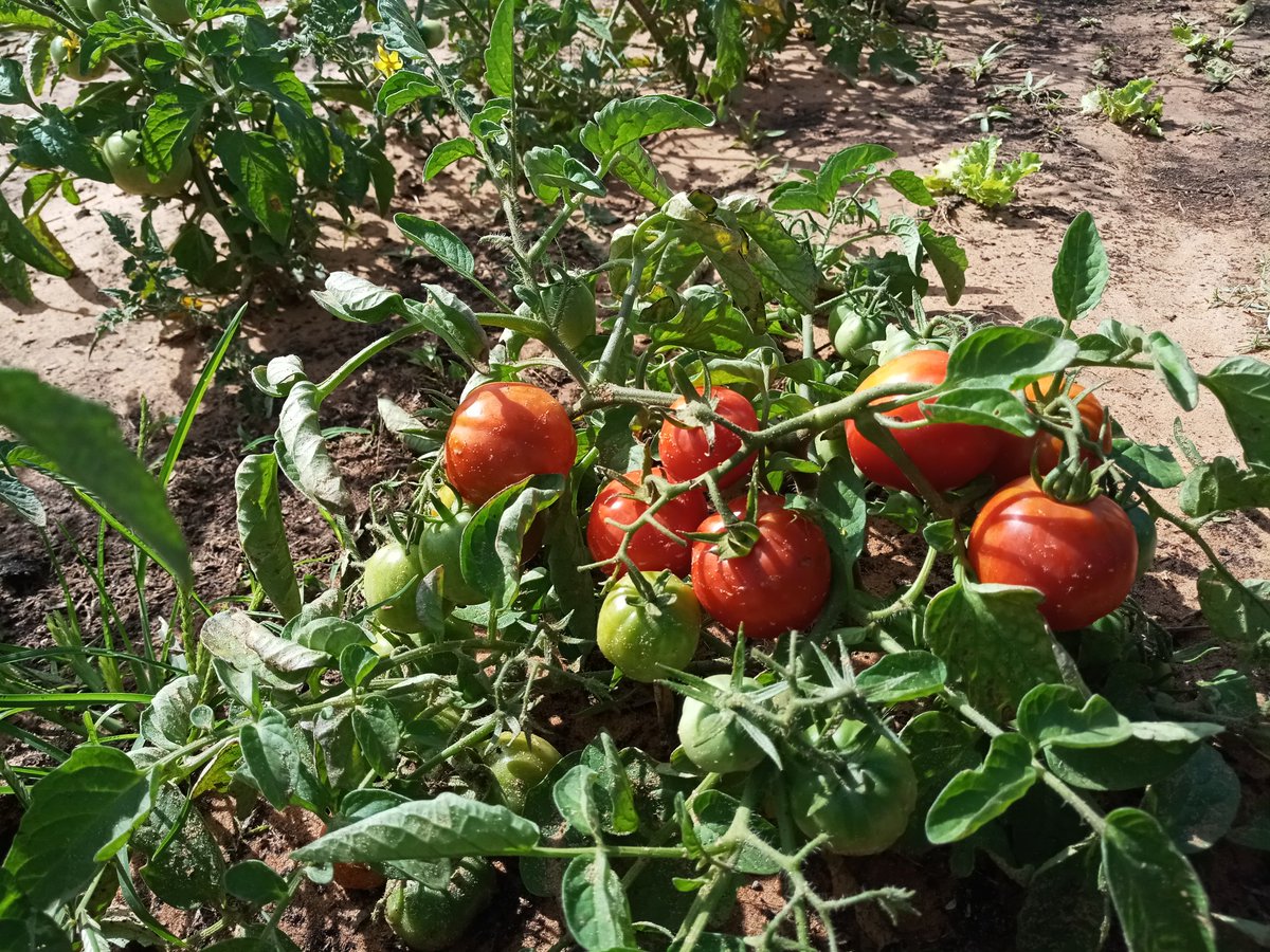 100% bio
100% local

#sunumbay #Kebetu #agriculteurs #agriculture #Senegal #Ypard