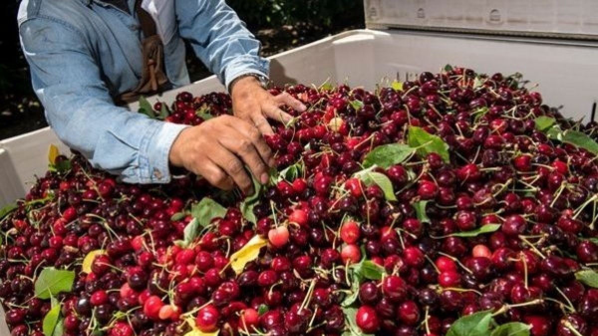 T13's tweet image. 🍒 #DFenT13 | La uva perdió el reinado: Cereza se corona como la fruta más exportada de Chile » t13.cl/327439