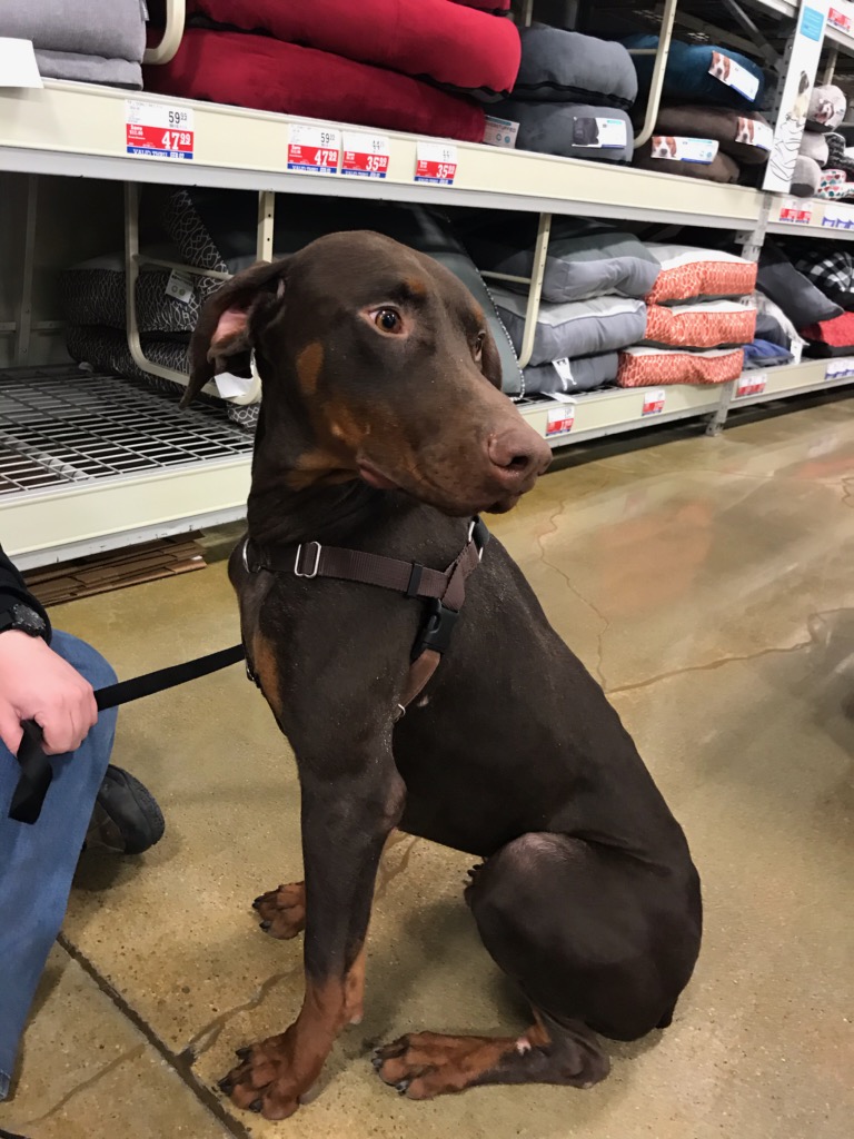 sugarrayray's tweet image. Ma says shes taking me to Doggir daycare so I can meet Cody and play.  Cody is one of our rescue dogs and is looking for a foster or a Forever home would be better..

#RescueDogs