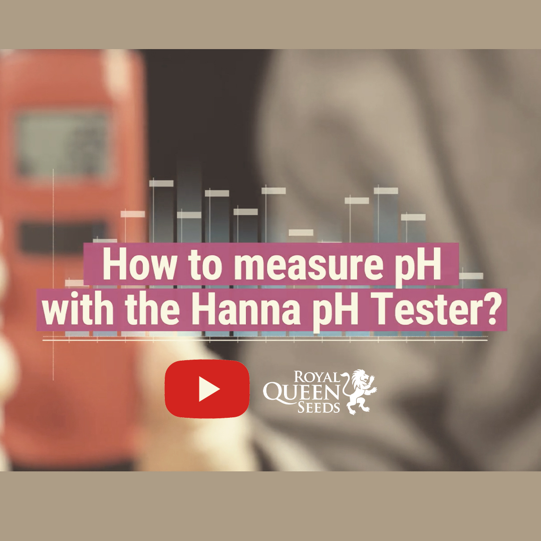 royalqueenseeds's tweet image. You&apos;ve got water, lighting, and nutrients in check. But are your pH levels optimal? If not, your plants will struggle to uptake nutrients. Use the HI-98107 #pHTester 💦 from Hanna Instruments to monitor them.

bit.ly/HowToMeasurepH…