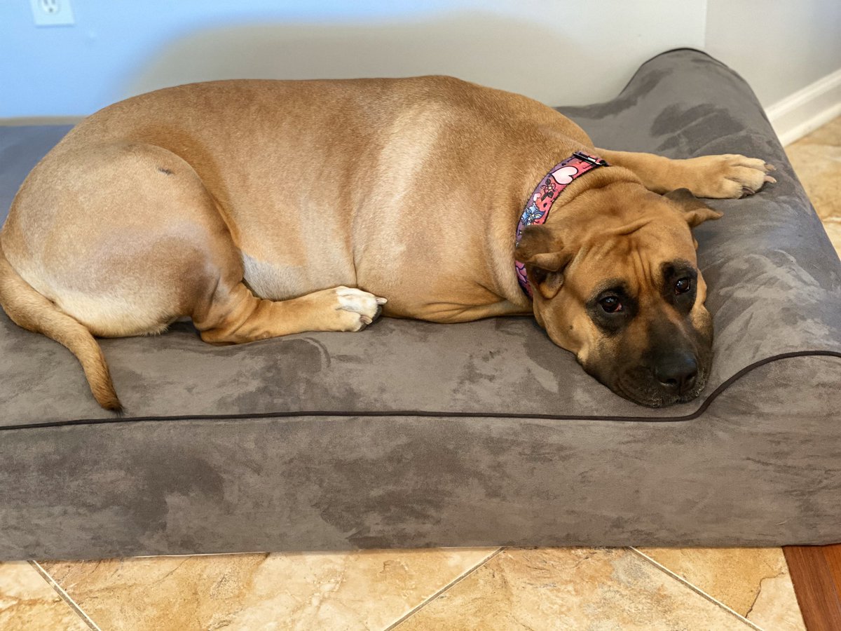 jenibell19's tweet photo. My #mastiff Daphne got her new #bullybed today. I think she loves it 😍 #ilovemydog #RescueDogs #AdoptDontShop https://t.co/onTjypOOLZ